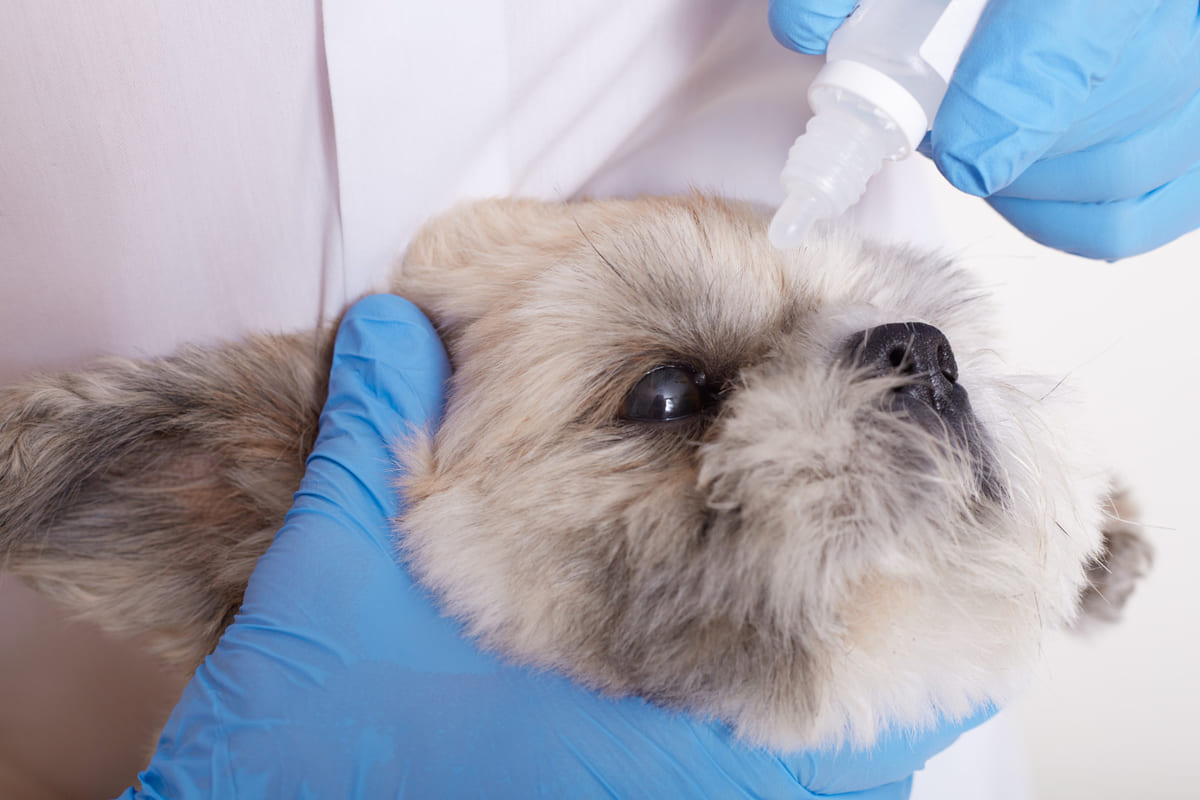 Small breed dog with white fur that has received eye drops