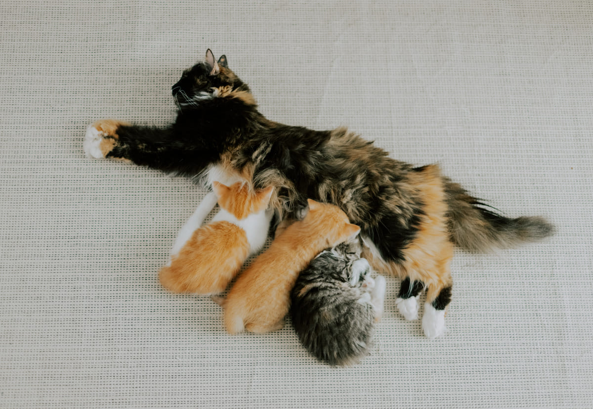 Mother cat nursing her kittens