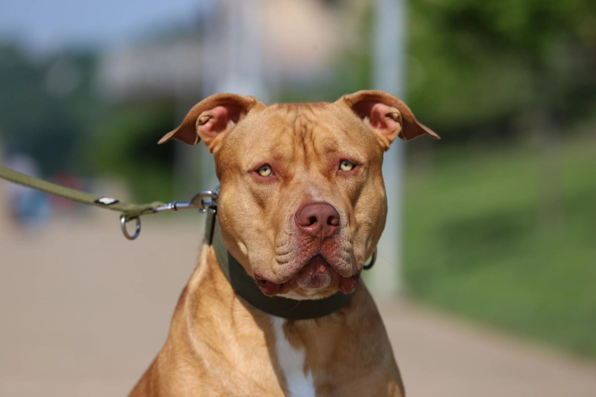 American Pitbull with brown fur and green eyes terrier