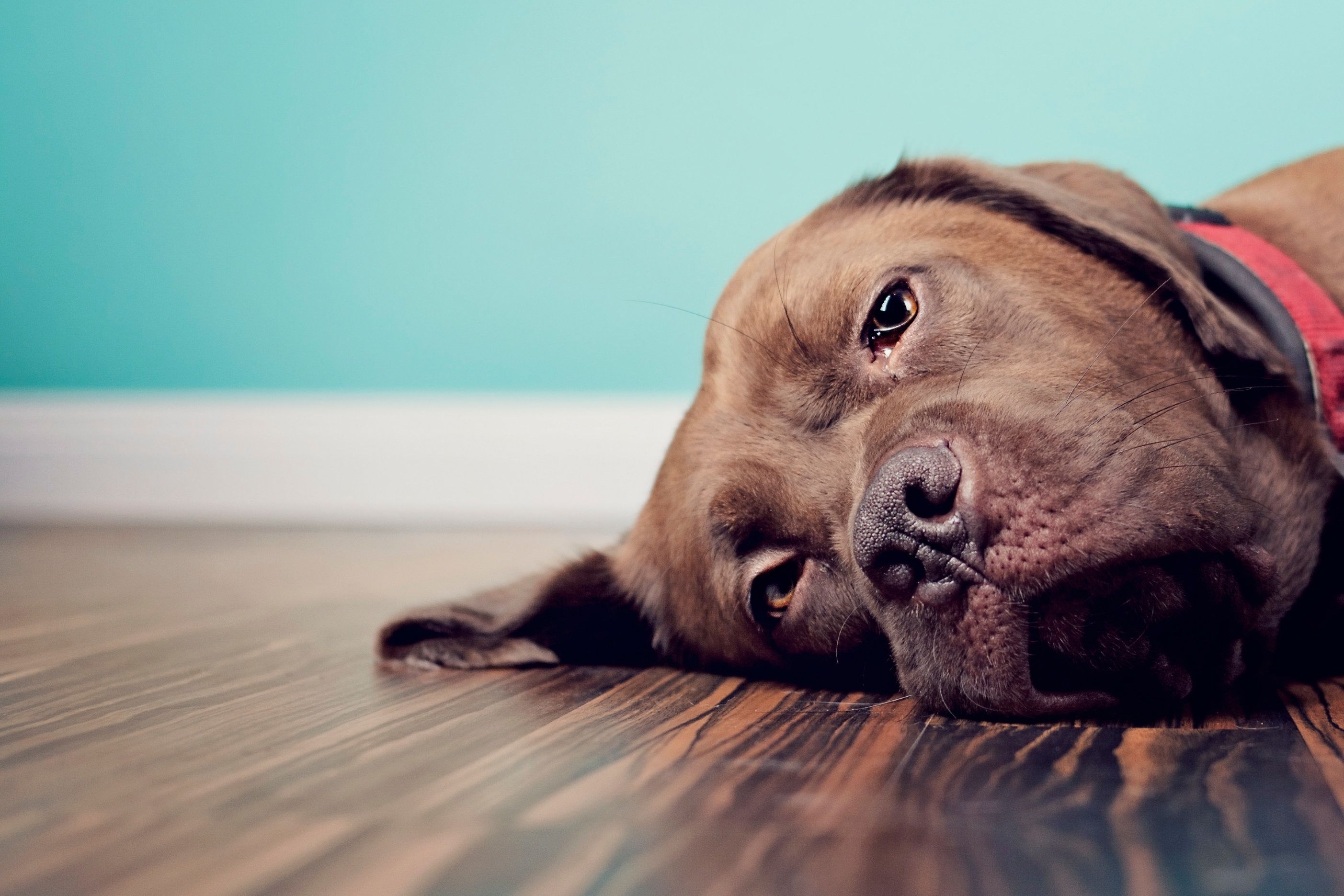 Large brown dog lying on the floor