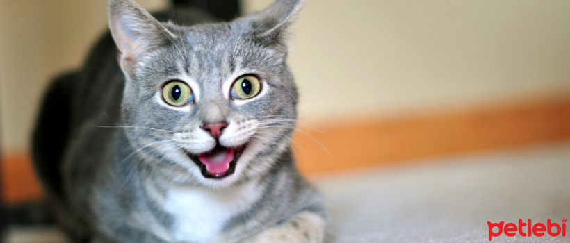 At what age can male cats be neutered?