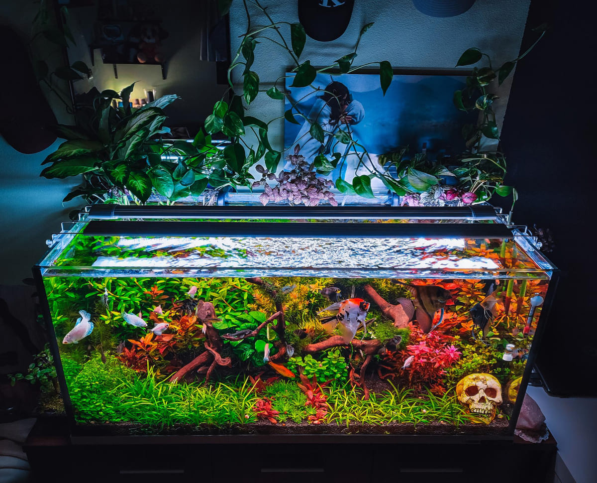 A showy aquarium