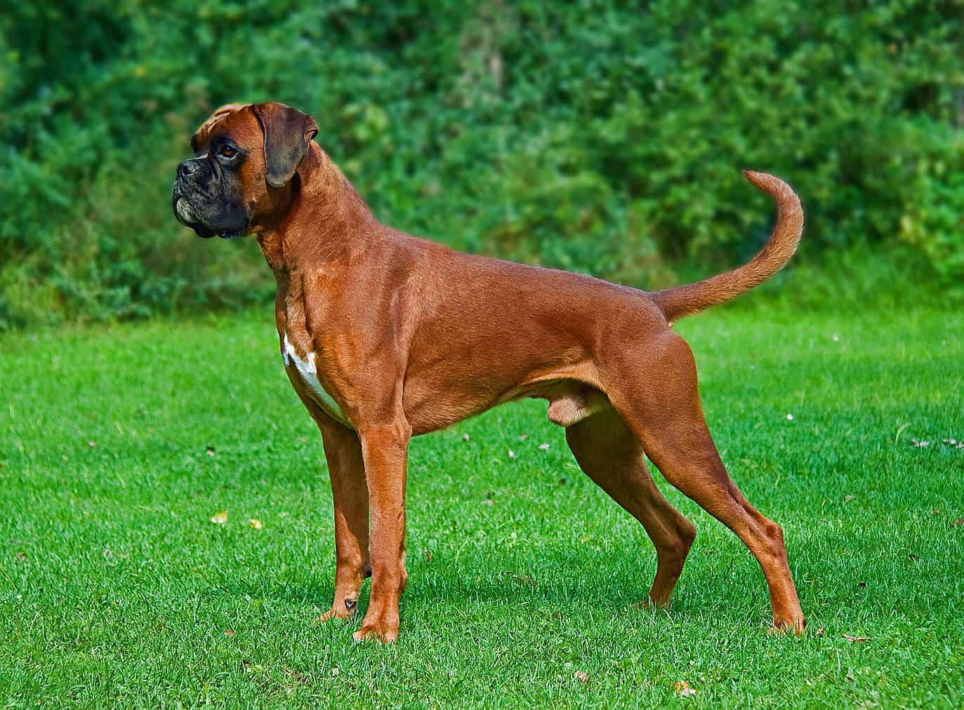 Brown dog with black nose