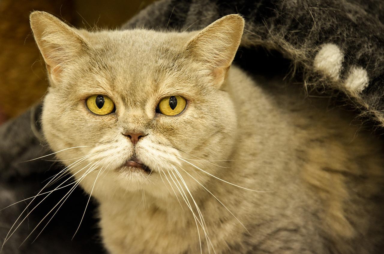 Senior cat with eyes open