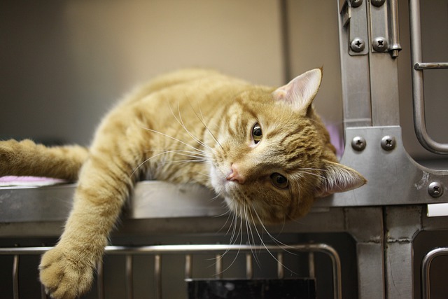 A tabby cat lying in a cage