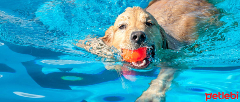 Can All Dogs Swim?
