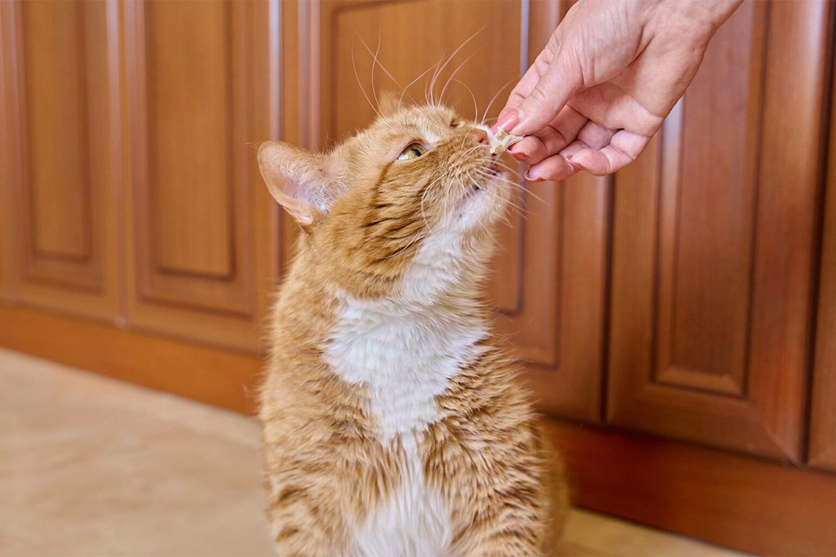 Tabby cat eating food from a woman's hand