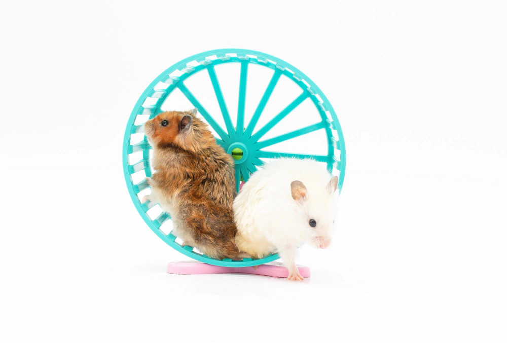 Two hamsters in a hamster wheel