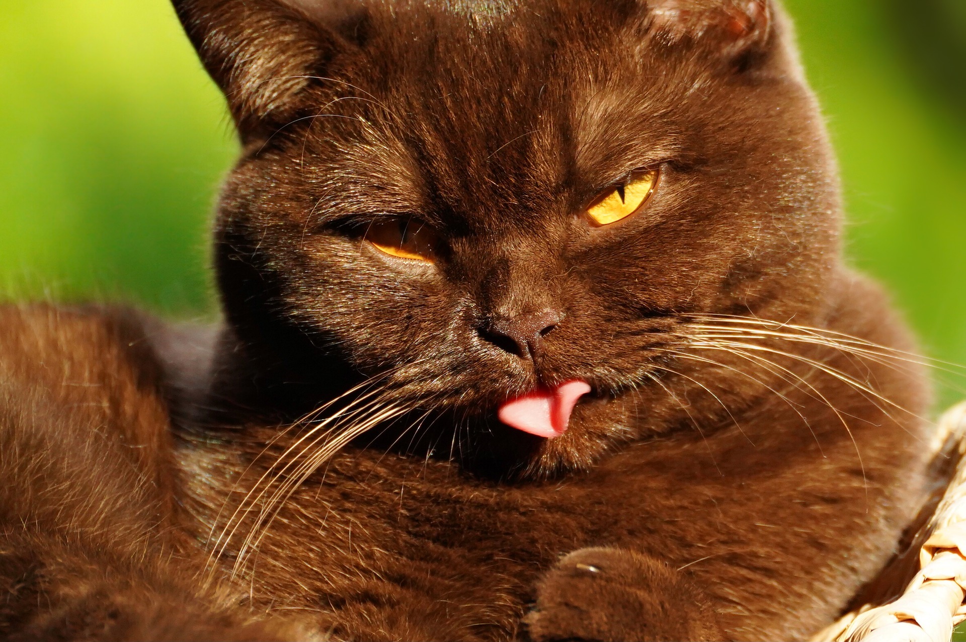 kendini temizleyen kedi