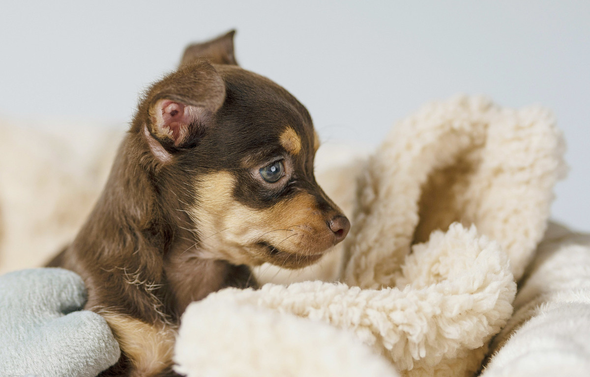 Puppy lying on a blanket