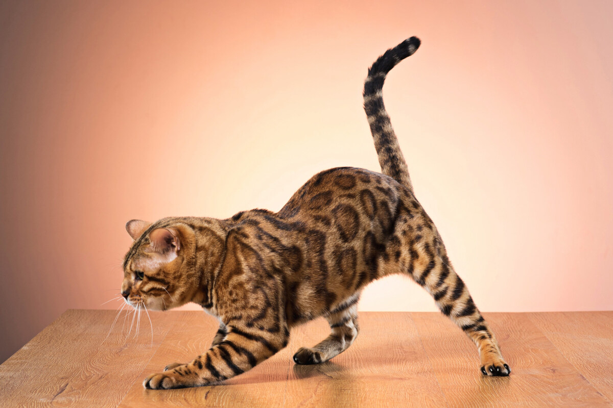 Bengal cat with tail held high