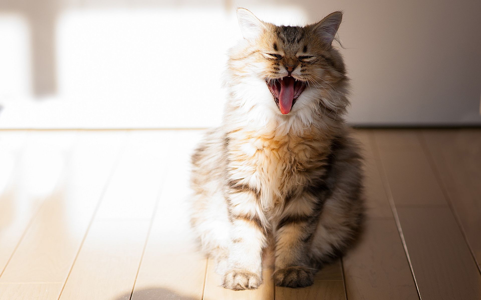 Furry cat with its mouth open in the sun