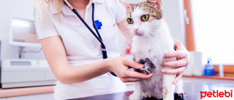 Most Common Digestive System Diseases in Cats