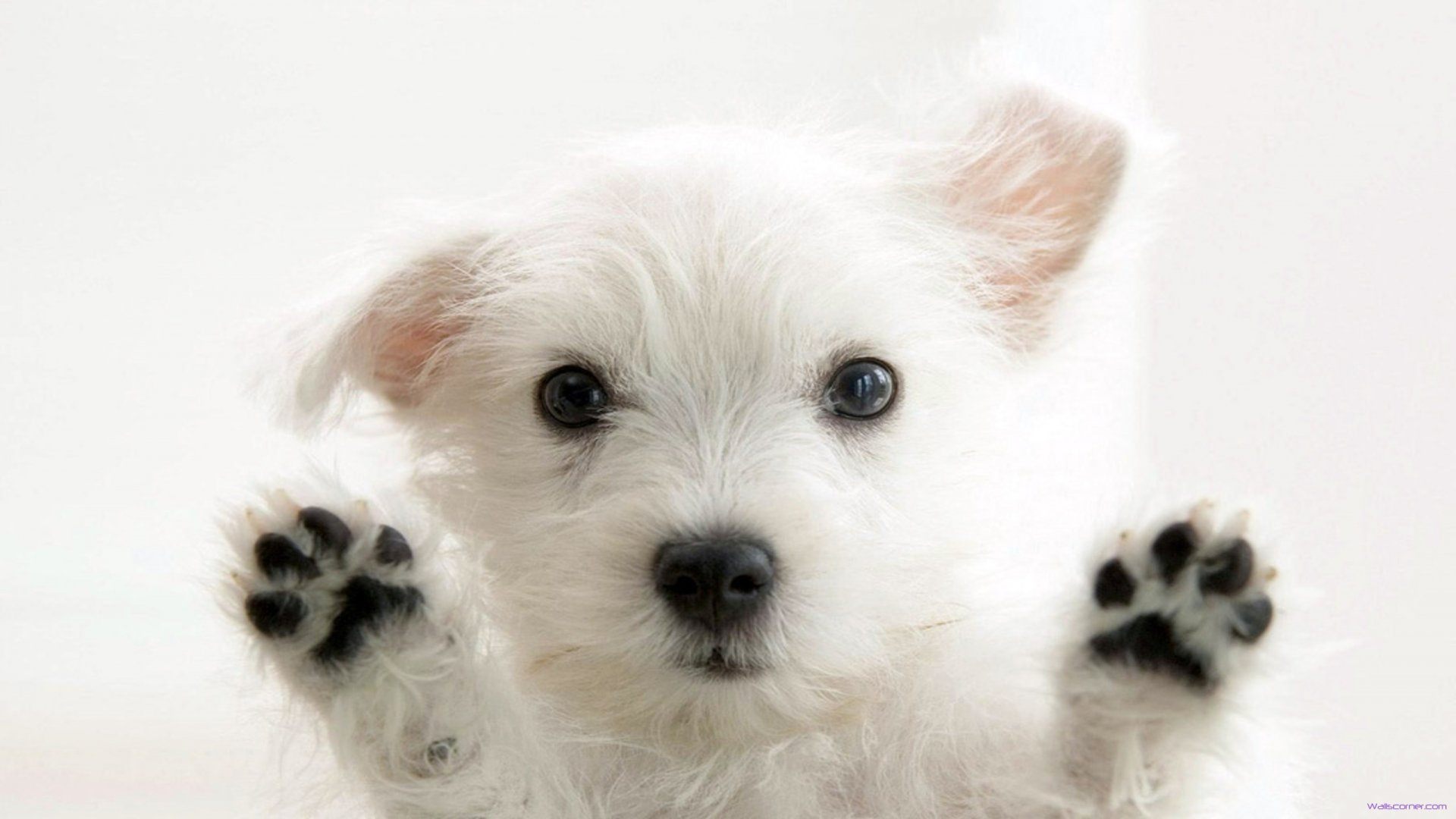 Small breed puppy with white fur