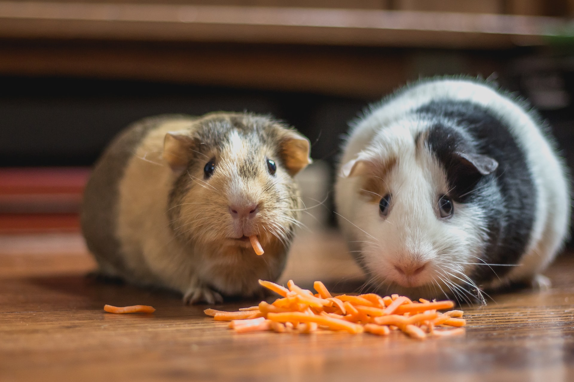 Two guinea pigs feeding side by side