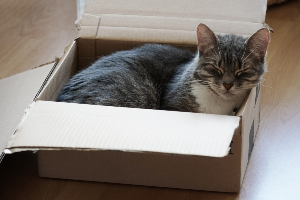 A cat sleeping in a cardboard box
