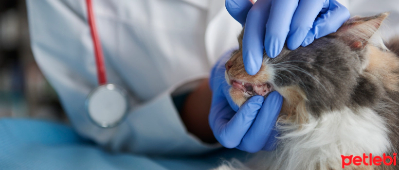 Dental Diseases in Cats