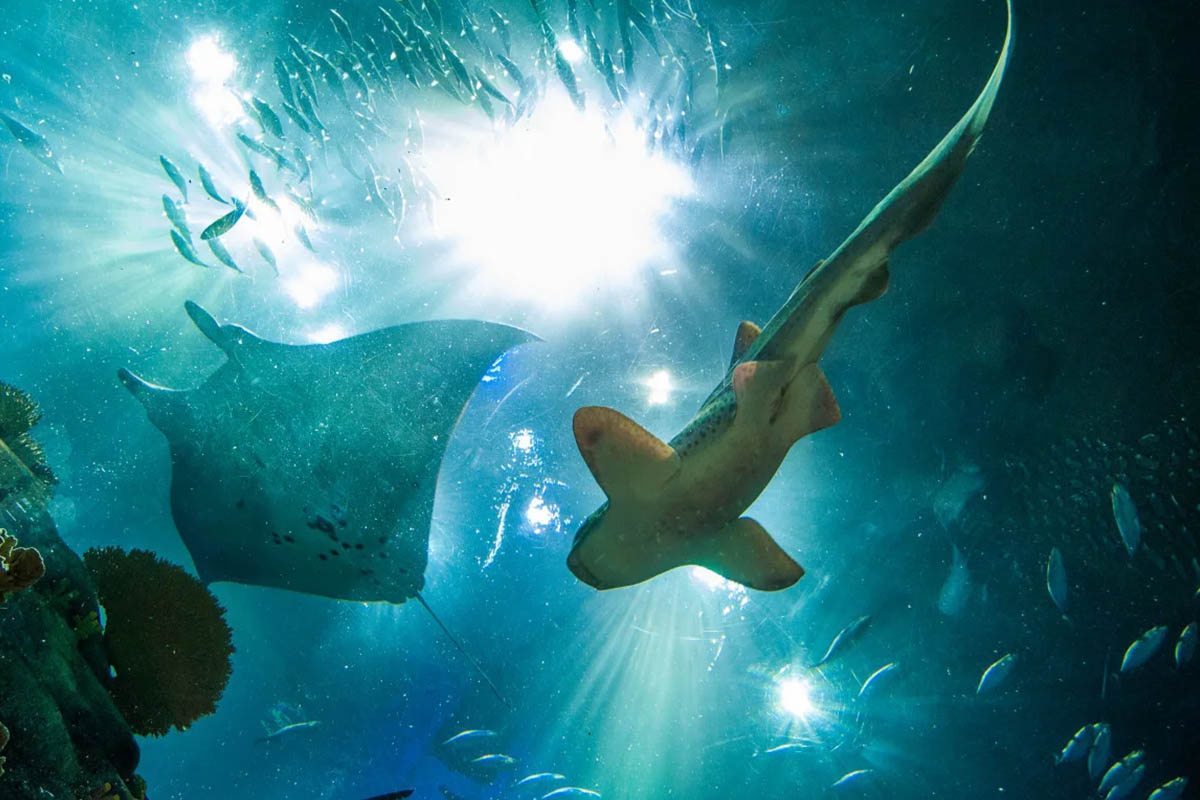 Stingray and shark side by side