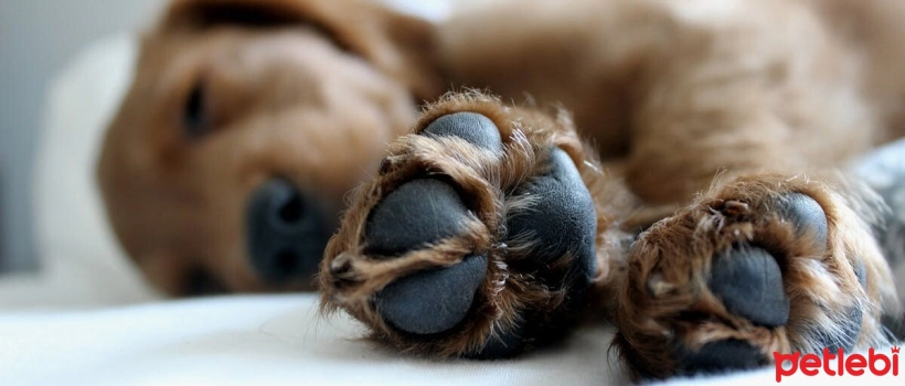 Paw and Nail Care in Dogs