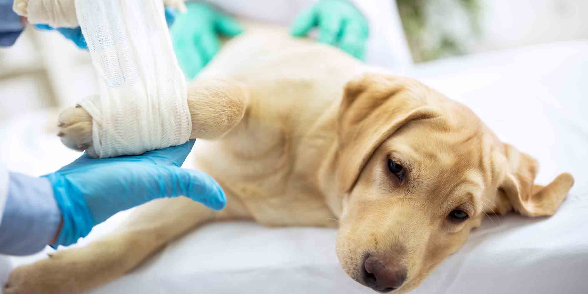 Dog with its leg bandaged by a veterinarian