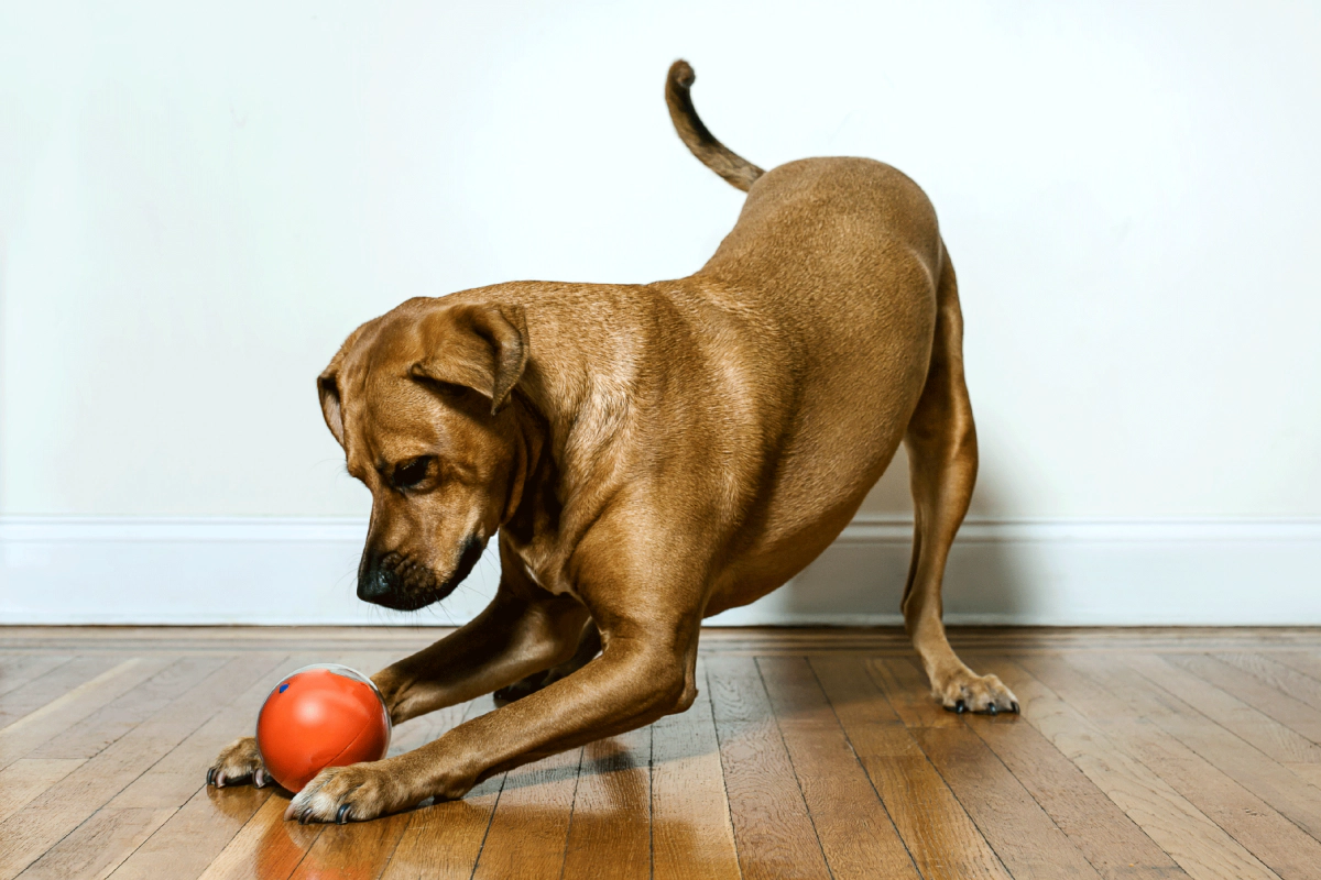 Dog playing with a treat ball