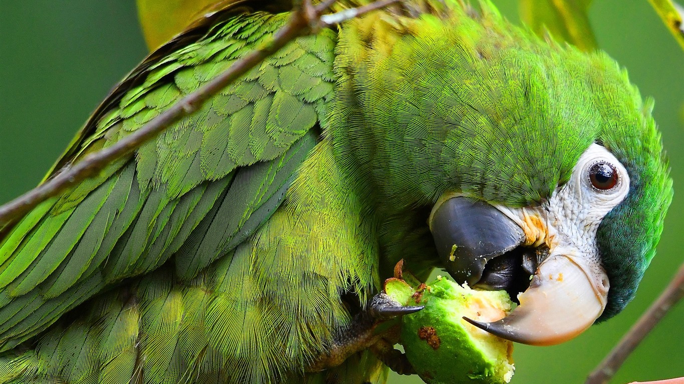 Parrot eating fruit