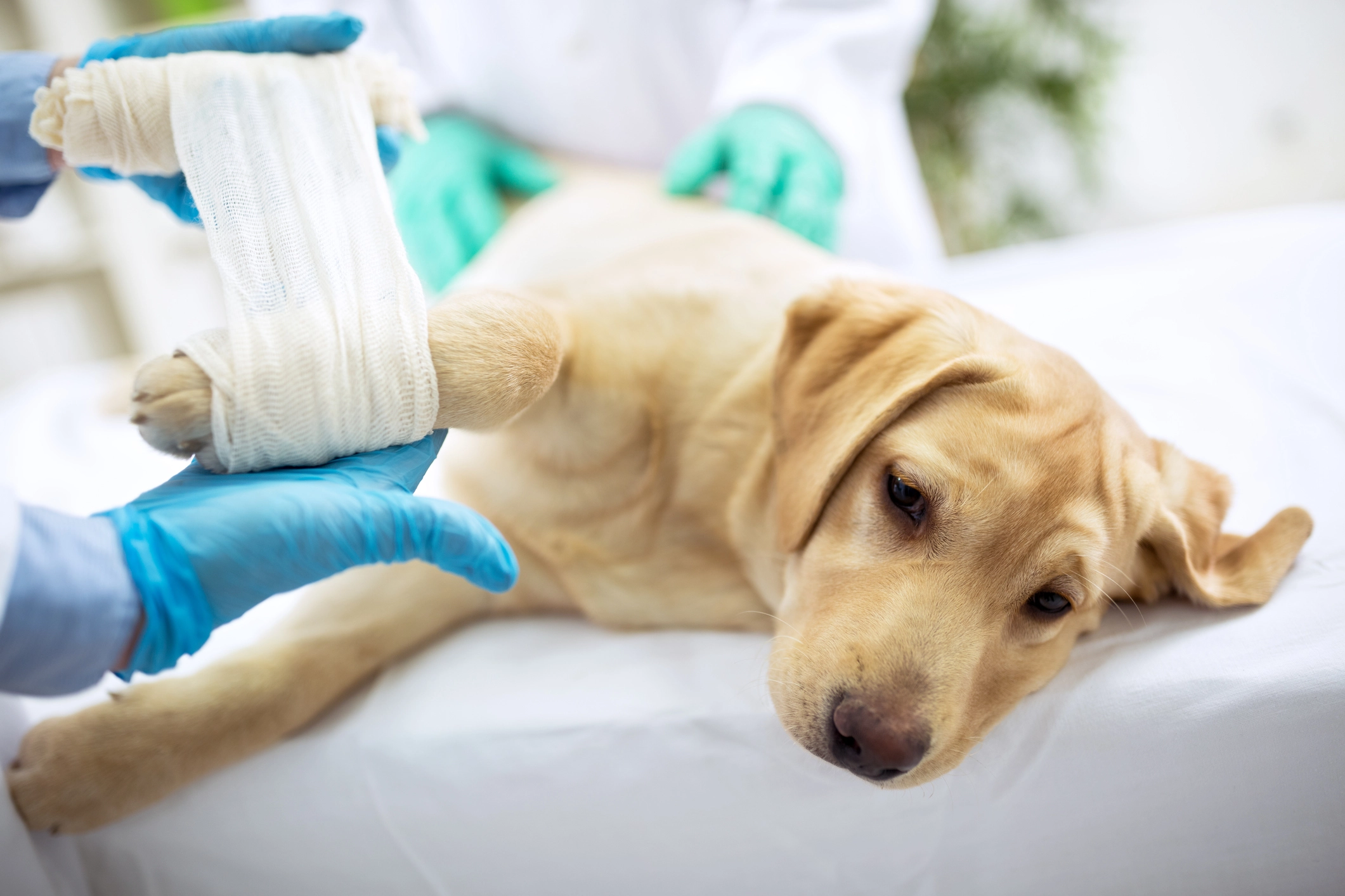 Dog with bandaged paw