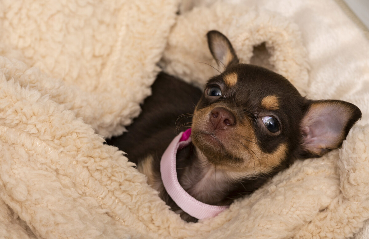 Chihuahua with short-haired coat and pink collar
