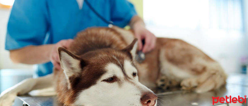Why Do Dogs Lame and What Should Be Done for Treatment?