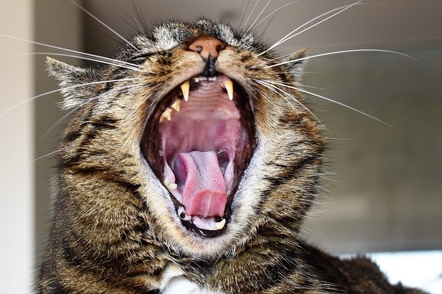 A tabby cat yawning with its mouth open