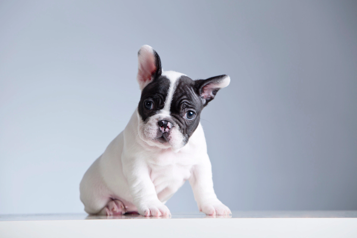 Sitting French Bulldog Puppy