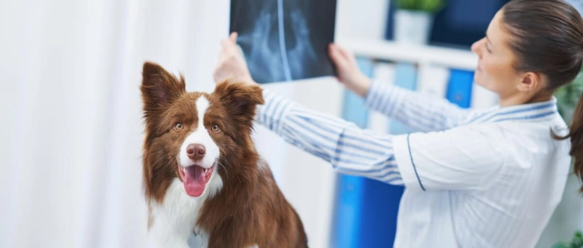 Joint Pain Symptoms, Diagnosis, and Treatment in Dogs, What Helps?