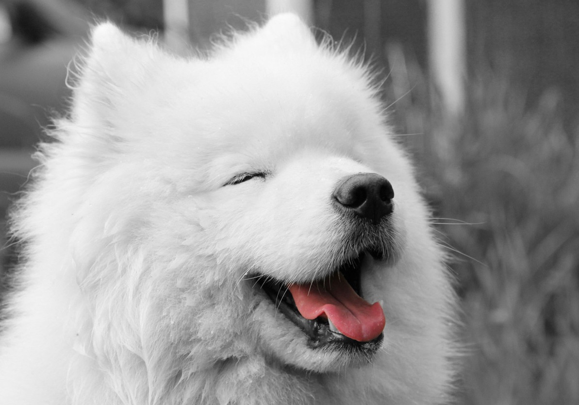 Black and white photo of a white dog with one eye closed
